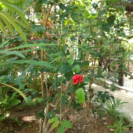 Green Tulum Cabanas & Gardens-3